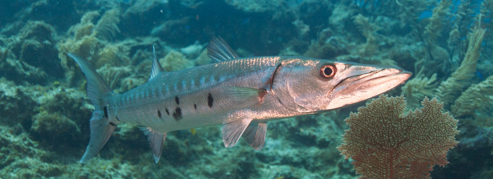 barracuda-fishing-cairns